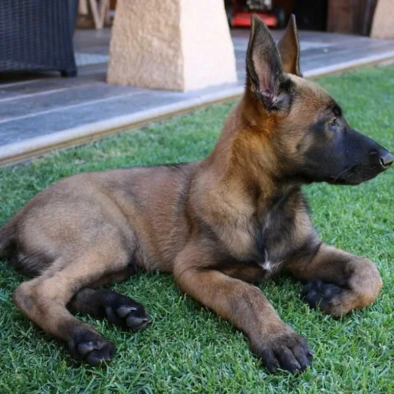 Cachorro de pastor belga malinois