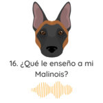 El Profe Malinois|Adiestramiento canino