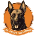 Pastor Belga Malinois