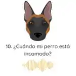 El Profe Malinois | Adiestramiento canino