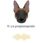El Profe Malinois | Adiestramiento canino