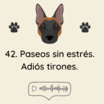 El Profe Malinois | Adiestramiento canino