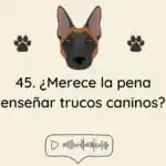 El Profe Malinois | Adiestramiento canino El Profe Malinois | Adiestramiento canino