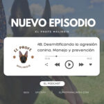 El Profe Malinois | Adiestramiento canino