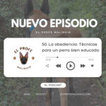 El Profe Malinois | Adiestramiento canino