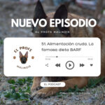 El Profe Malinois | Adiestramiento canino