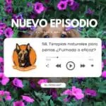 El Profe Malinois | Adiestramiento canino El Profe Malinois | Adiestramiento canino
