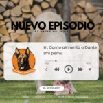 El Profe Malinois | Adiestramiento canino