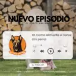 El Profe Malinois | Adiestramiento canino El Profe Malinois | Adiestramiento canino
