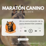 El Profe Malinois | Adiestramiento canino