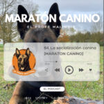 El Profe Malinois | Adiestramiento canino