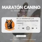 El Profe Malinois | Adiestramiento canino