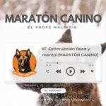 El Profe Malinois | Adiestramiento canino