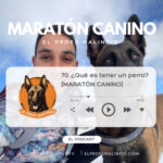 El Profe Malinois | Adiestramiento canino