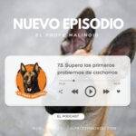 El Profe Malinois | Adiestramiento canino