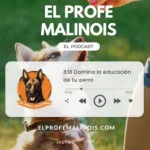 El Profe Malinois | Adiestramiento canino