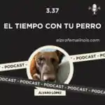 El Profe Malinois | Adiestramiento canino El Profe Malinois | Adiestramiento canino