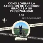 El Profe Malinois | Adiestramiento canino El Profe Malinois | Adiestramiento canino