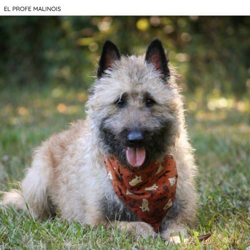 EL PROFE MALINOIS (3) Razas del Pastor Belga