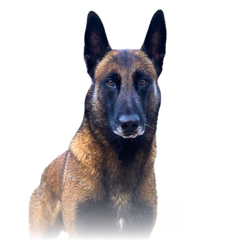 El perro 1 El perro